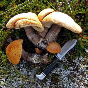 A Huge Mushroom Cluster
